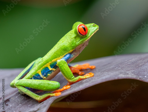 Red-eyed tree frog (Agalychnis callidryas) on a leaf, Alajuela, Costa Rica.