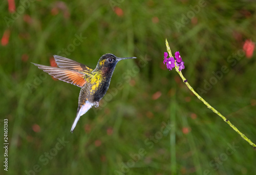 Black-bellied Hummingbird (Eupherusa nigriventris) hovering in front of a flower, Alajuela, Costa Rica. photo