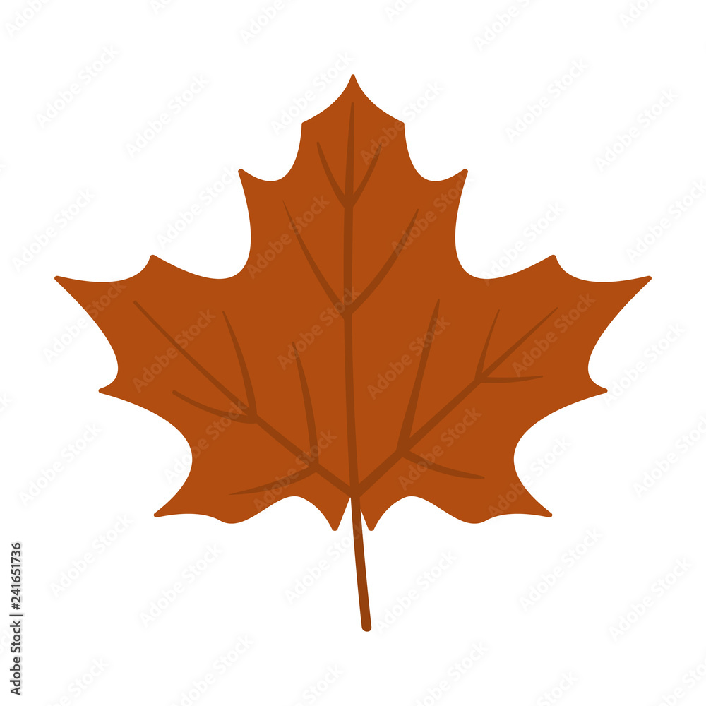Obraz premium Maple Leaf - Variety of maple leaf isolated on white background
