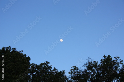 marco luna cielo y arboles
