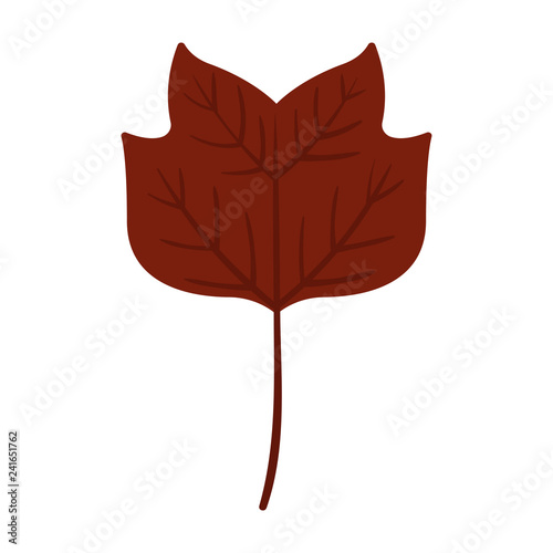 Tulip Poplar Leaf - Tulip poplar leaf isolated on white background