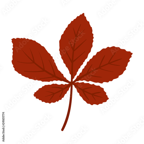 Horse Chestnut Leaf - Horse chestnut leaf isolated on white background