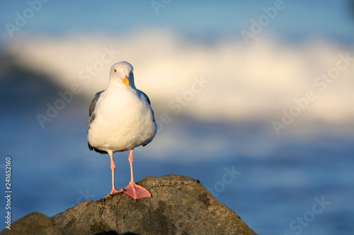 Sea Gull