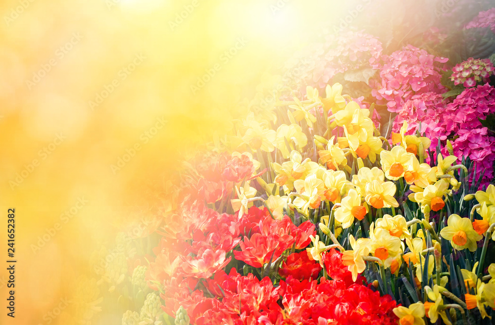 Tulips background Colorful colored tulips garden decoration red yellow and green plant