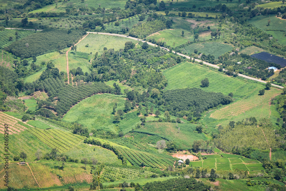 Top view green field agricultural area with road curve on the moutain