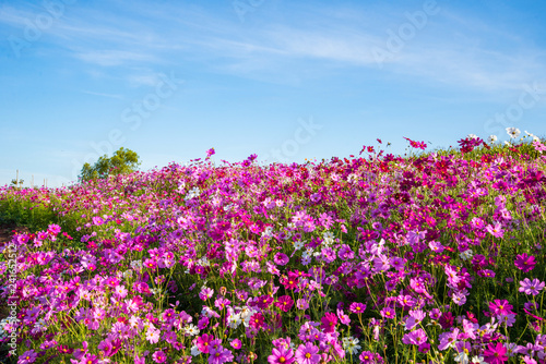 spring flower pink field colorful cosmos flower blooming in the beautiful garden flowers on hill landscape pink and red cosmos field