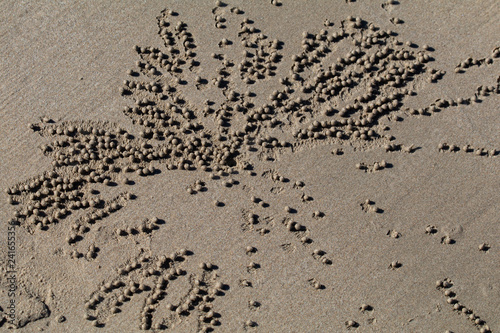 Little Sand Balls on the Seashore 