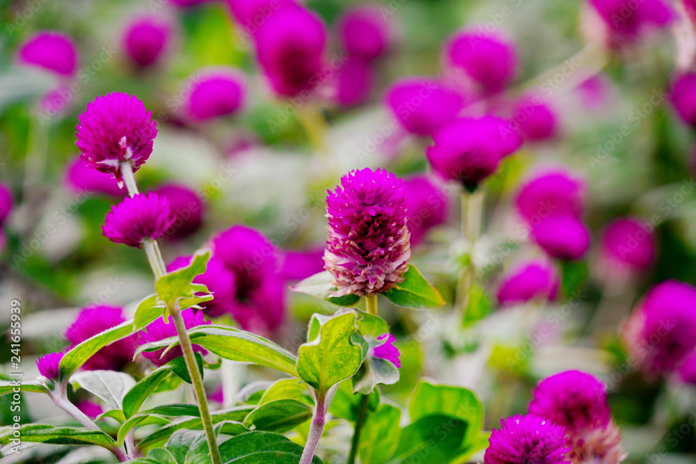 Field of beautiful purple globe amaranth or gomphrena globosa flower in garden. Field of beautiful purple globe amaranth or gomphrena globosa flower in garden.