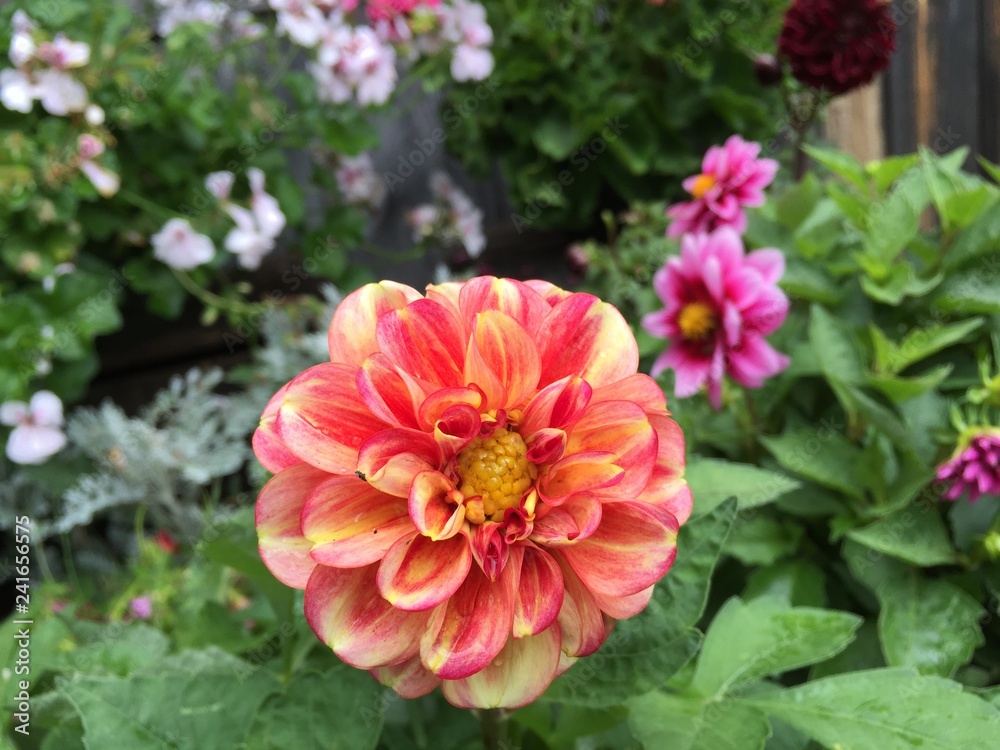 Zinnia's Bloom Zinnia's Bloom