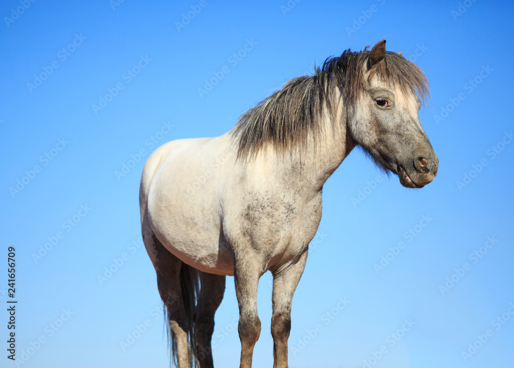 Obraz premium Old Gray Shetland Pony isolated against a blue sky