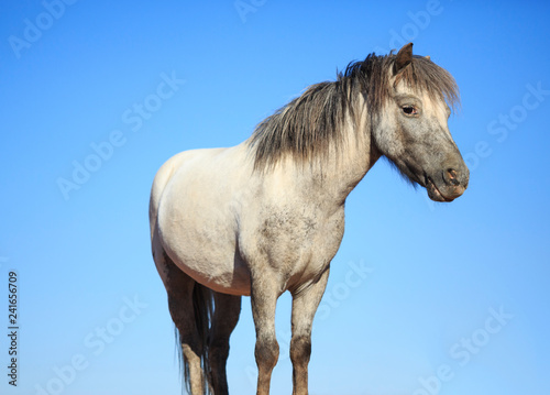 Old Gray Shetland Pony isolated against a blue sky © Maria Jeffs