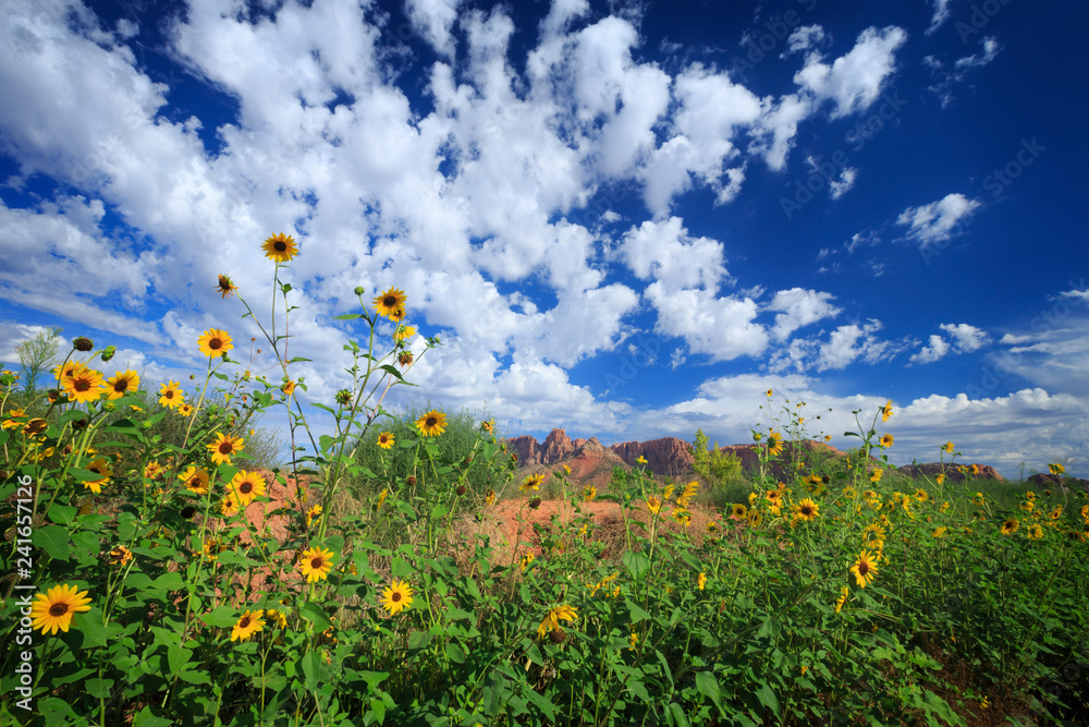 Wild sunflowers grow in a wide angle landscape in southern Utah
