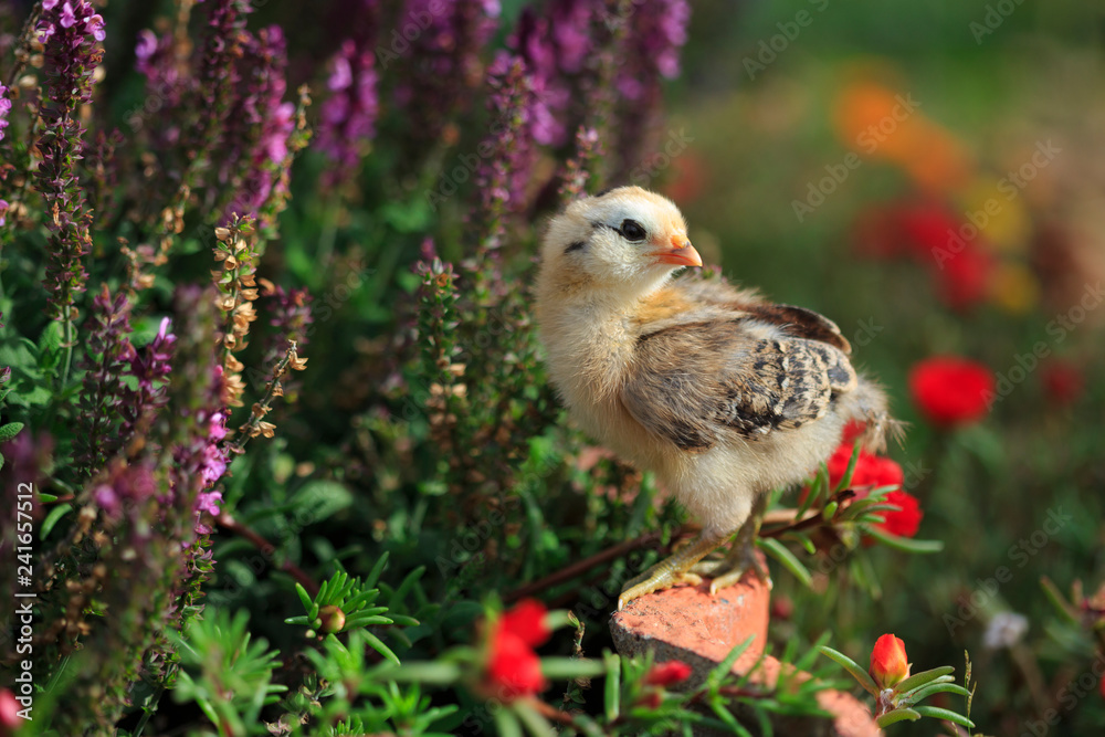 Naklejka premium Young Chicken with Flowers