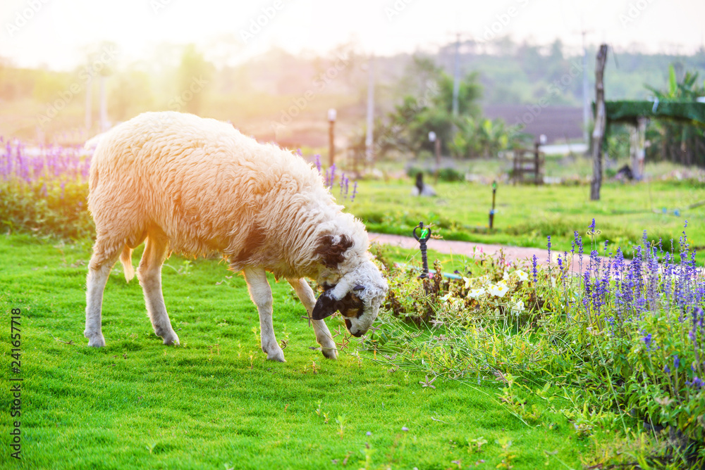 Obraz premium Sheep farm garden beautiful flowre garden farm sheep grazing grass on green field - Sheep farming agriculture