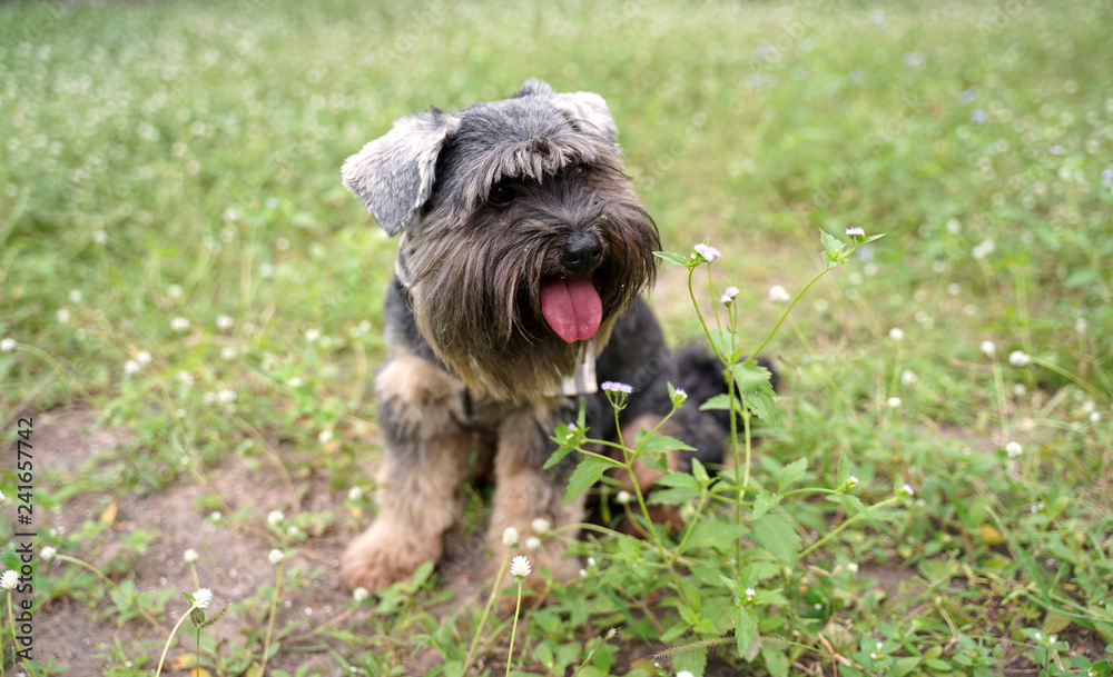 Black small mixed breed dog smiling and sitting on the flower field Black small mixed breed dog smiling and sitting on the flower field