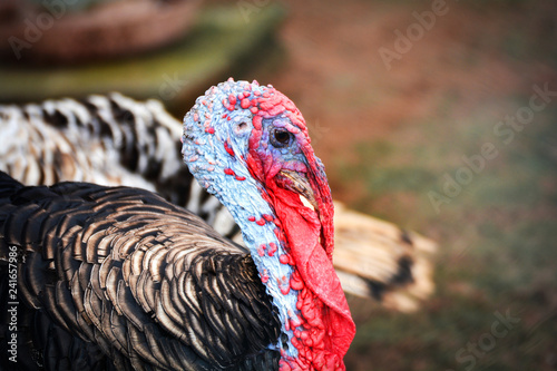 Wild turkey / close up of wild male turkey in the farm - Meleagris gallopavo