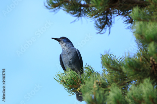 Wild Pinyon Jay in Utah Tree photo