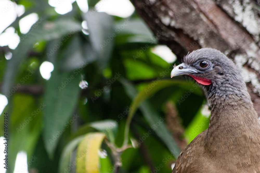 Obraz premium bird on a branch