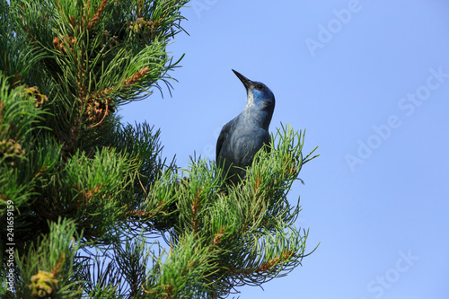 Pinyon Jay in Tree photo