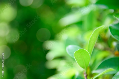 Closeup nature green background/texture leaf blurred and natural plants branch in garden at summer under sunlight concept design wallpaper view with copy space add text.