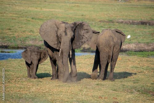 family of elephants