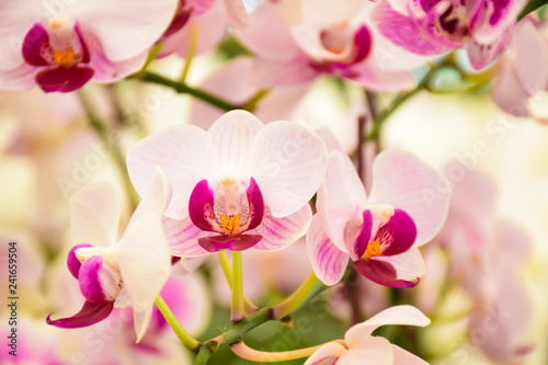 pink Phalaenopsis or Moth dendrobium Orchid flower in winter or spring day tropical garden Floral nature background.Selective focus.agriculture idea concept design with copy space add text. © sornram