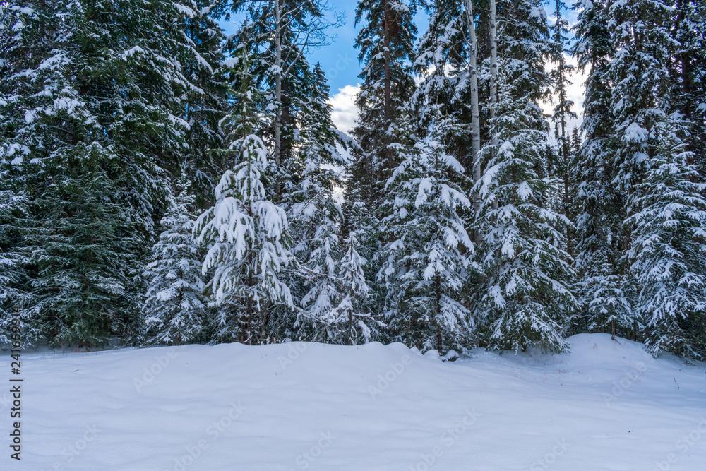 Fototapeta premium Trees Heavy With Snow After Winter Storm