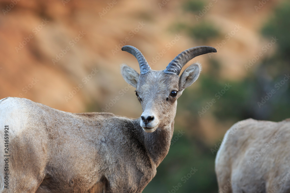 Bighorn Ewe in Zion National Park