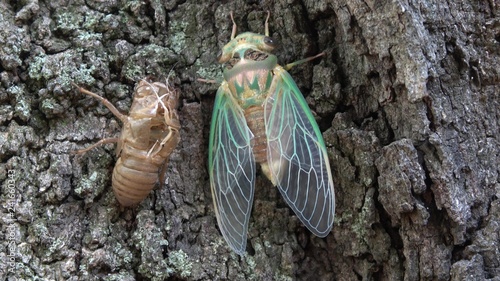 Green cicada emerging from shell. photo