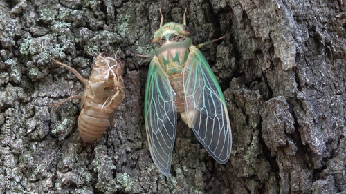 Foto Green cicada emerging from shell.
