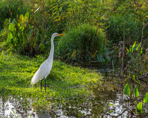 Great Egret Wading in a Florida Wetland Pond