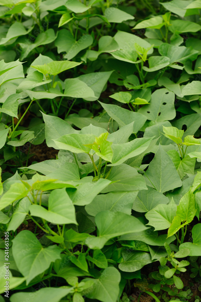 green sweet potato leaves in growth at filed green sweet potato leaves in growth at filed