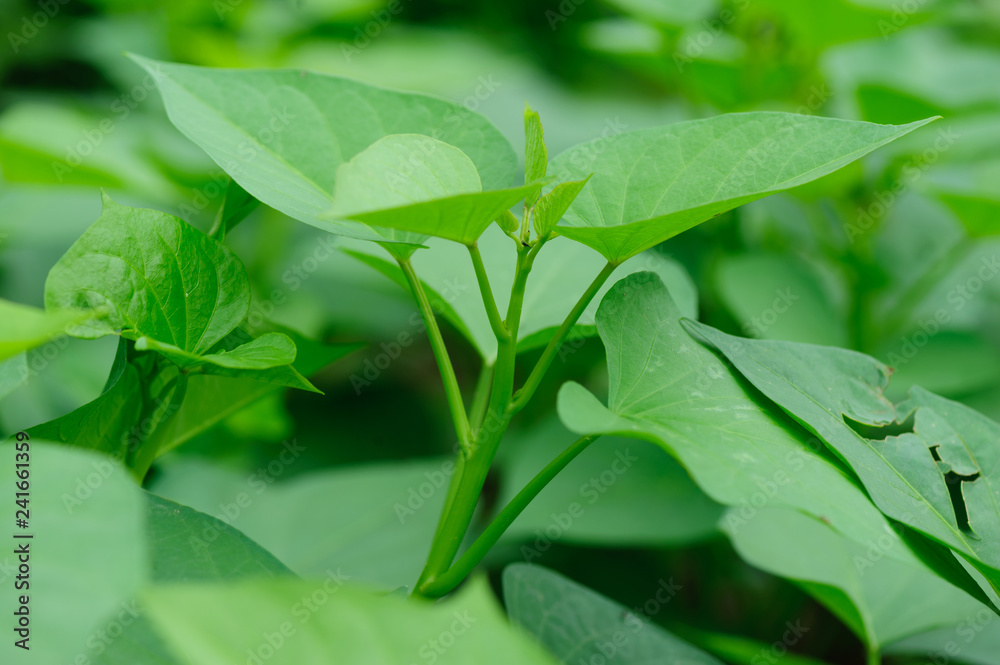 green sweet potato leaves in growth at filed green sweet potato leaves in growth at filed