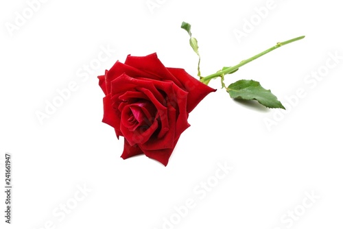 Fototapeta Naklejka Na Ścianę i Meble -  Top view of red rose and leaf on white background, Big red flower, Valentine's Day design, Love concept, wedding invitation, single