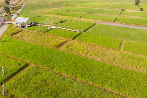 rice field and hut aerial view