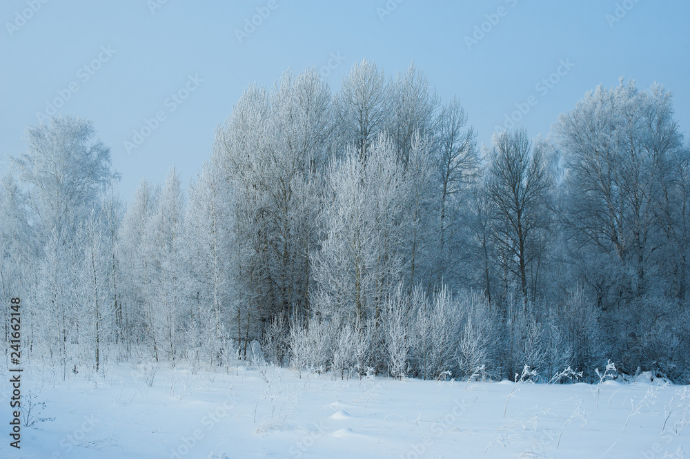 trees wrapped in snow