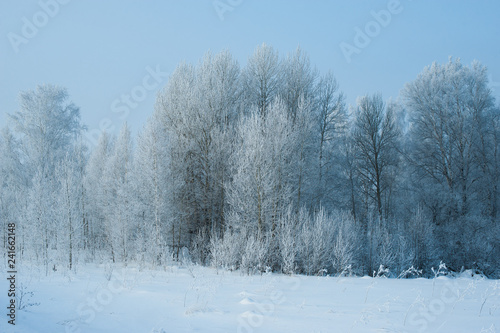 trees wrapped in snow