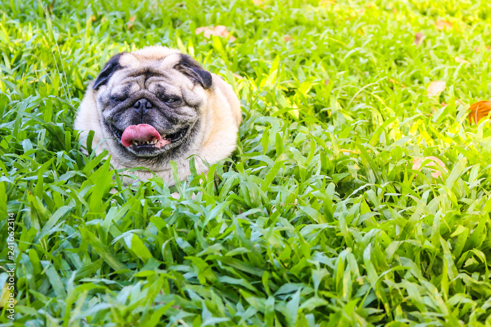 dog in grass