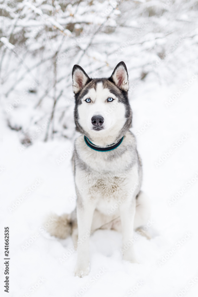 Husky dog sitting in the snow.