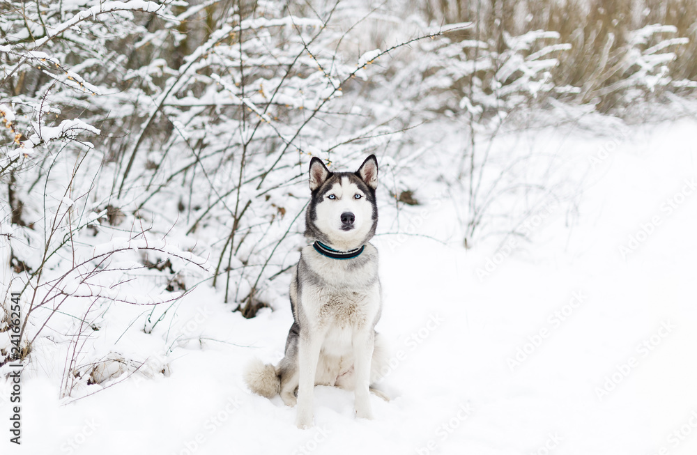 Husky dog sitting in the snow.