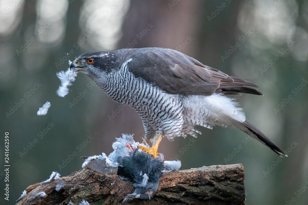 Fototapeta premium Hawk, Accipiter gentilis