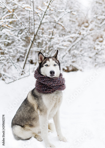 Husky dog in warm scarf sitting in snow © Irina84