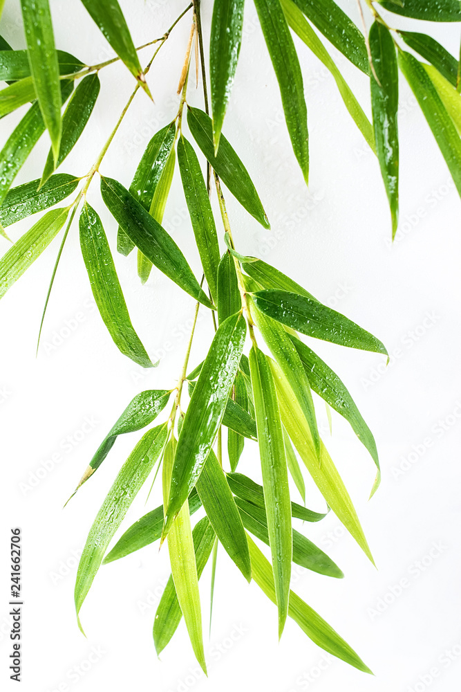 Bamboo leaves / fresh green leaves background poster on white background Bamboo leaves / fresh green leaves background poster on white background