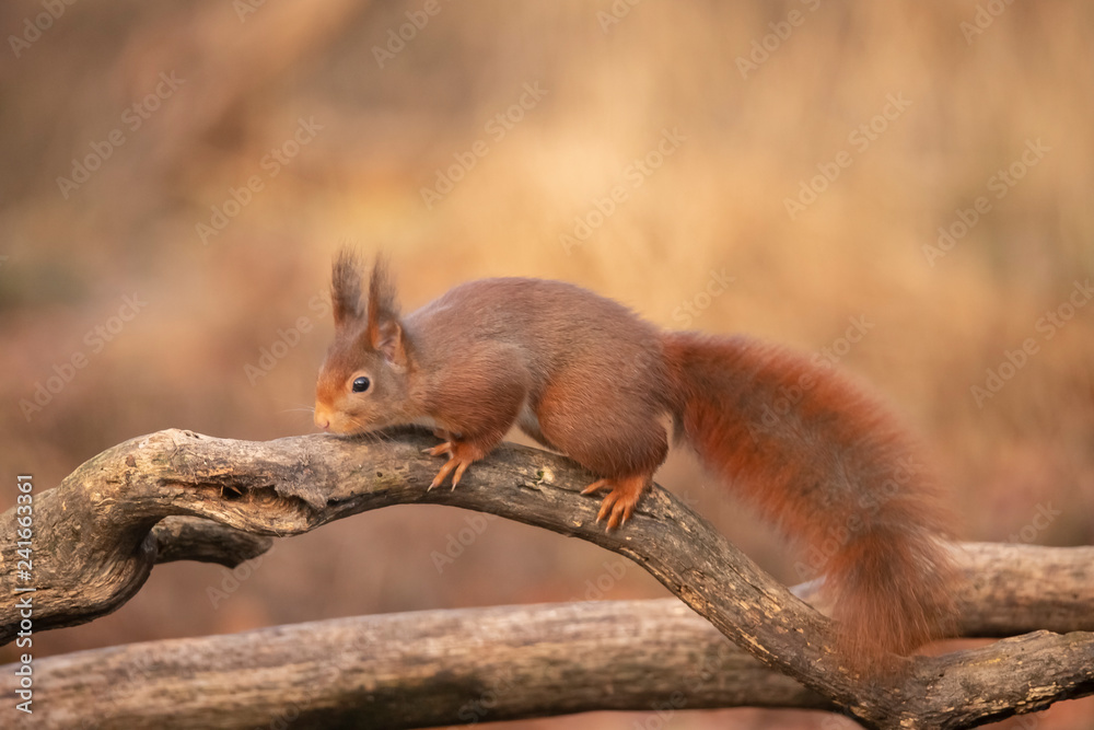 Naklejka premium Squirrel, Sciurus vulgaris, Red Squirrel