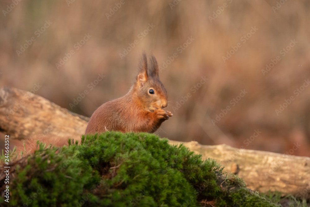 Squirrel, Sciurus vulgaris, Red Squirrel Squirrel, Sciurus vulgaris, Red Squirrel