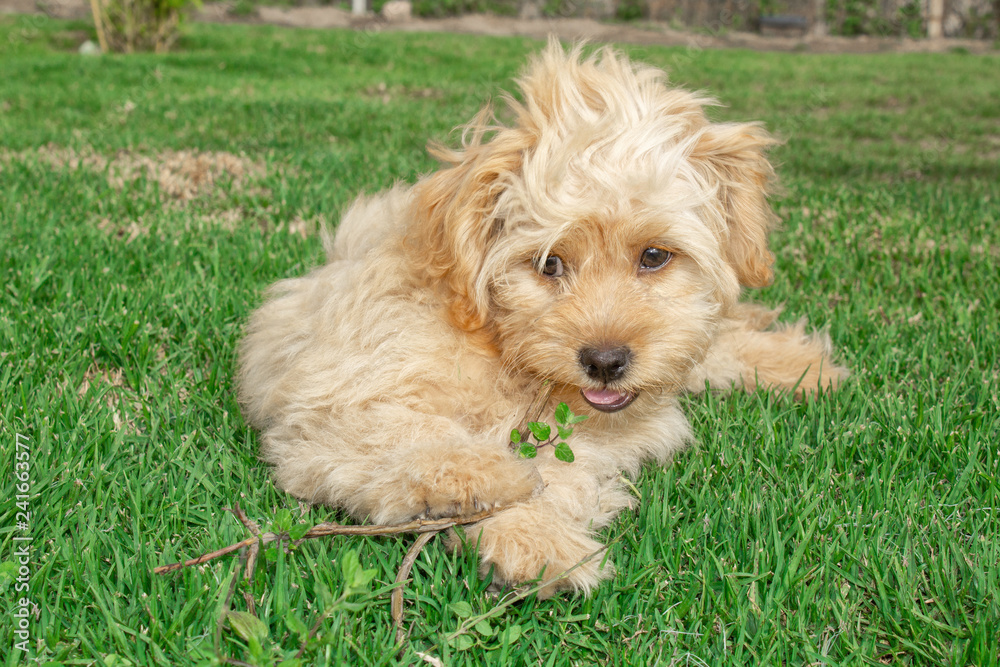 Goldendoodle puppy dog ​​walks outdoors on a green lawn 