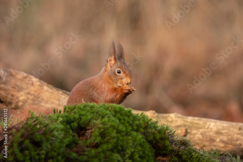 Squirrel, Sciurus vulgaris, Red Squirrel © Gert Hilbink