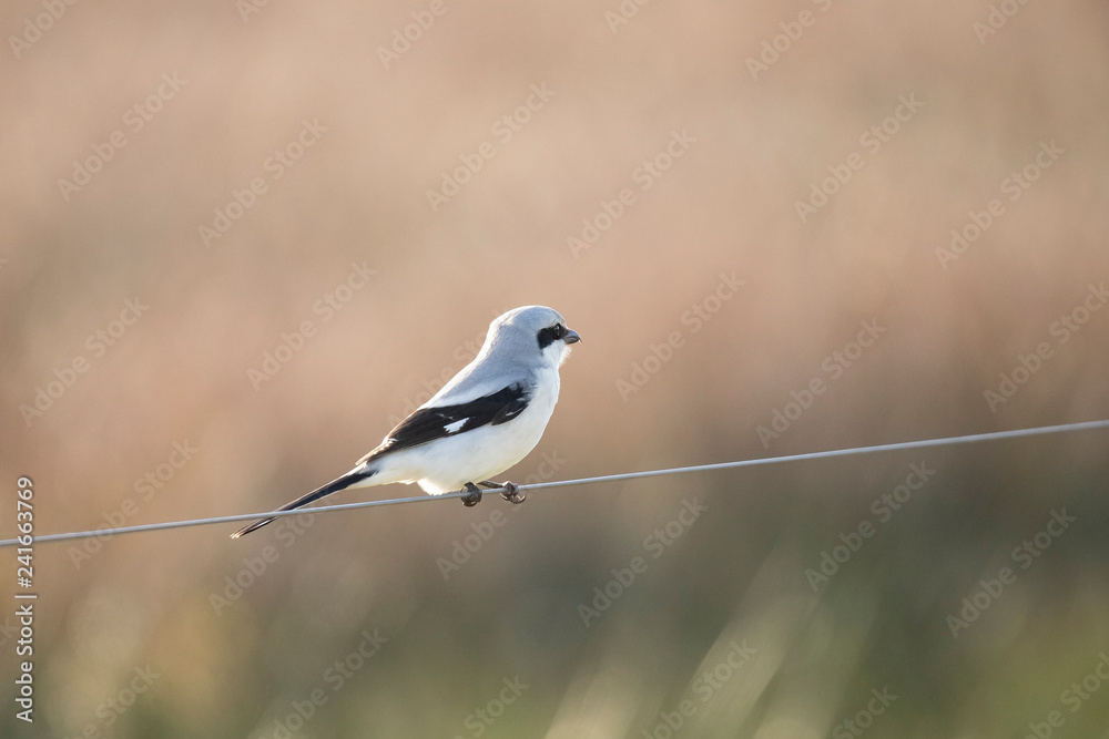 Great Gray Shrike, Lanius excubitor Great Gray Shrike, Lanius excubitor