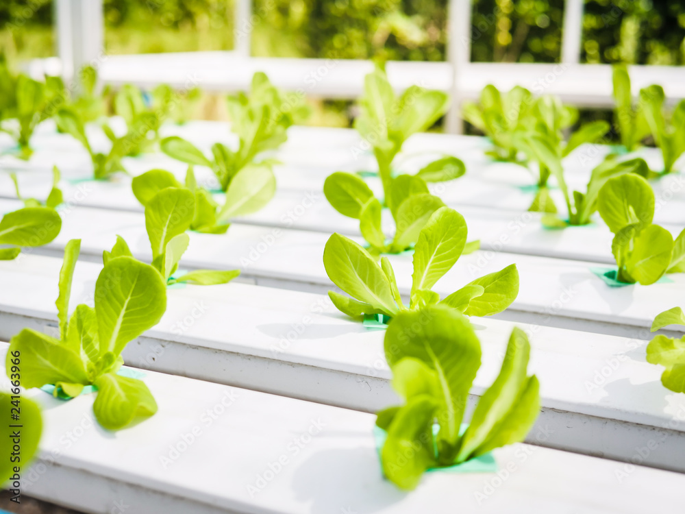 Hydroponics system greenhouse and organic vegetables salad in hydroponics farm for health, food and agriculture concept Hydroponics system greenhouse and organic vegetables salad in hydroponics farm for health, food and agriculture concept