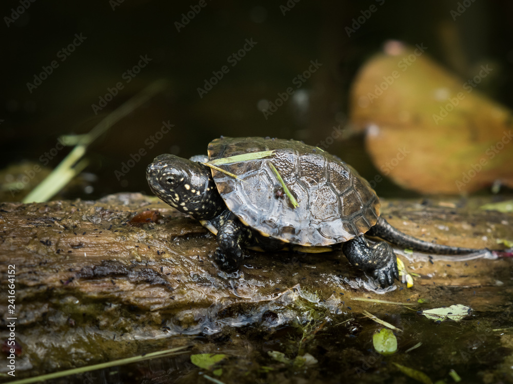 A young european pond turtle sunbathing on a piece of wood in a pond A young european pond turtle sunbathing on a piece of wood in a pond